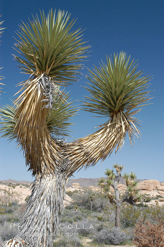 This Joshua tree exhibits live dagger-like leaves at its branch ends as well as dead leaves covering its bark. Joshua Tree National Park, California, USA, Yucca brevifolia, natural history stock photograph, photo id 09152