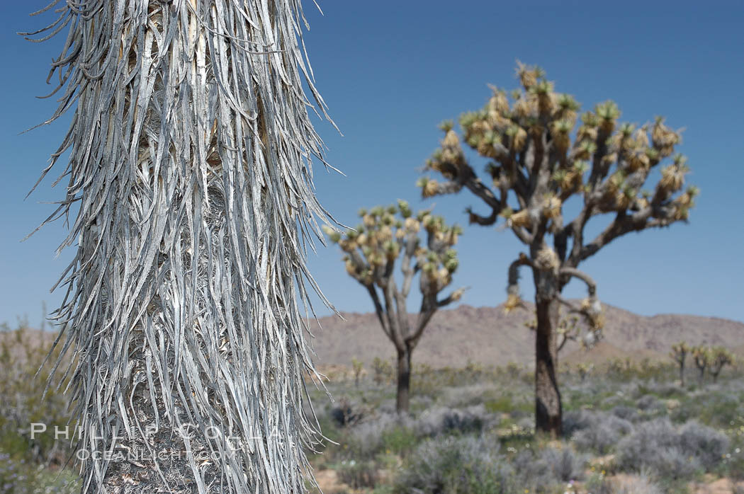 The trunk of this Joshua tree is covered by its still-attached dead leaves, which will eventually fall off to expose the wrinkly bark. Joshua Tree National Park, California, USA, Yucca brevifolia, natural history stock photograph, photo id 09156