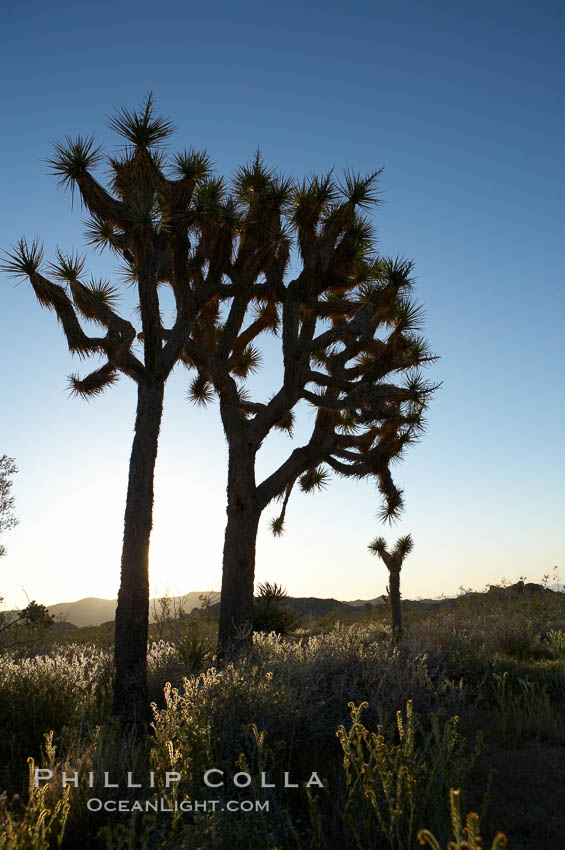Joshua trees are found in the Mojave desert region of Joshua Tree National Park. California, USA, Yucca brevifolia, natural history stock photograph, photo id 11996