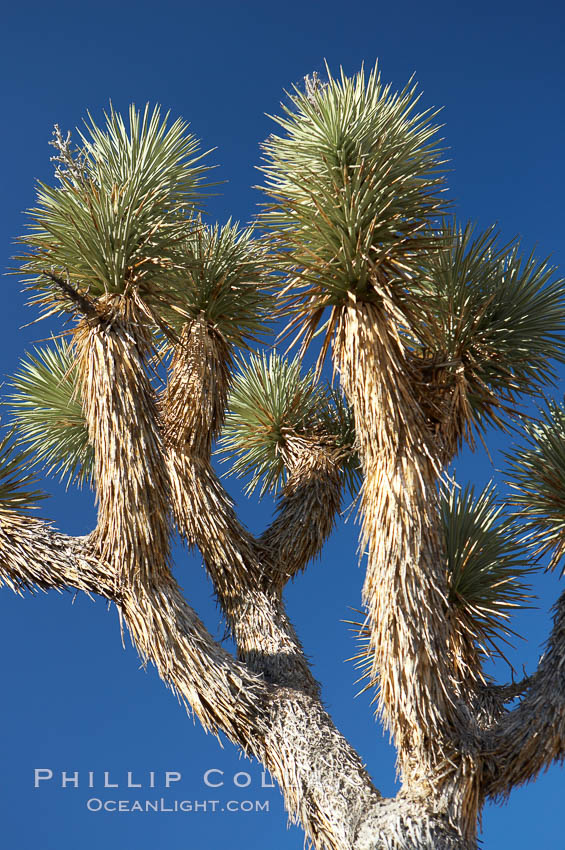 Variegated branching of the Joshua tree, a tree-form of yucca / agave. Joshua Tree National Park, California, USA, Yucca brevifolia, natural history stock photograph, photo id 12000