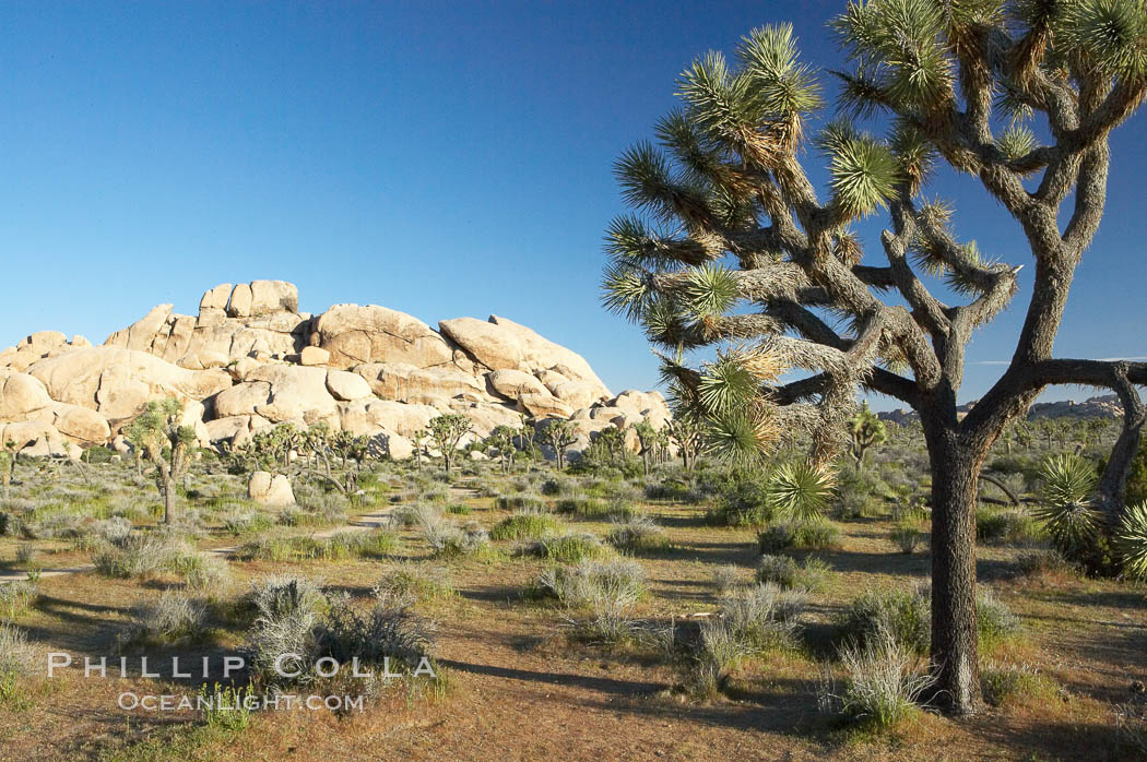 Joshua trees and strange rock formations characteristic of the Mojave desert region of Joshua Tree National Park. California, USA, Yucca brevifolia, natural history stock photograph, photo id 12004