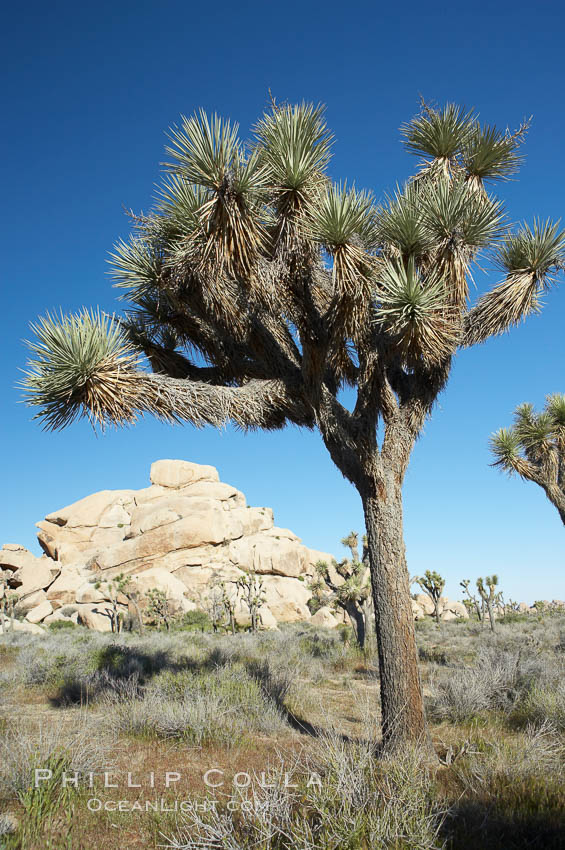 Joshua trees and strange rock formations characteristic of the Mojave desert region of Joshua Tree National Park. California, USA, Yucca brevifolia, natural history stock photograph, photo id 12008