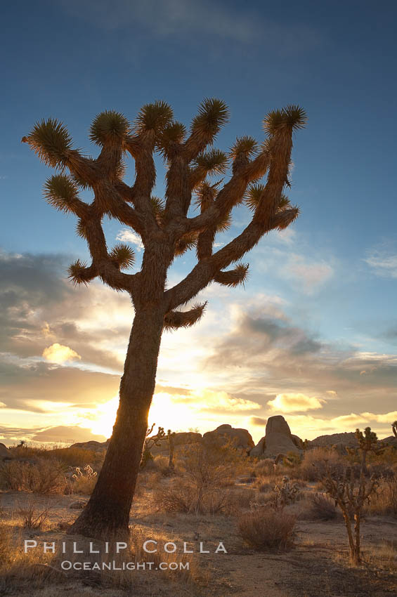 Joshua tree at sunrise.  Joshua trees are found in the Mojave desert region of Joshua Tree National Park. California, USA, Yucca brevifolia, natural history stock photograph, photo id 20140