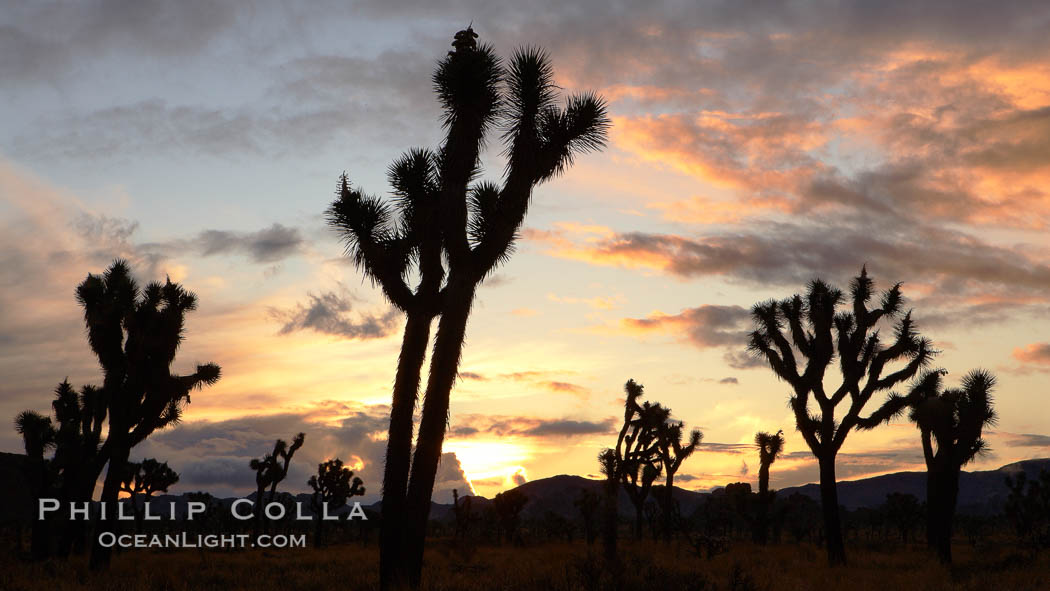 Sunrise in Joshua Tree National Park, storm clouds. California, USA, Yucca brevifolia, natural history stock photograph, photo id 22108