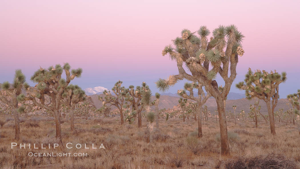 Joshua Trees in early morning light. Joshua Tree National Park, California, USA, Yucca brevifolia, natural history stock photograph, photo id 22112