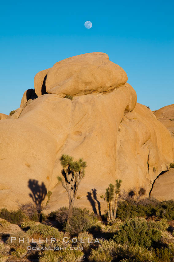 Joshua trees, a species of yucca common in the lower Colorado desert and upper Mojave desert ecosystems. Joshua Tree National Park, California, USA, Yucca brevifolia, natural history stock photograph, photo id 26724