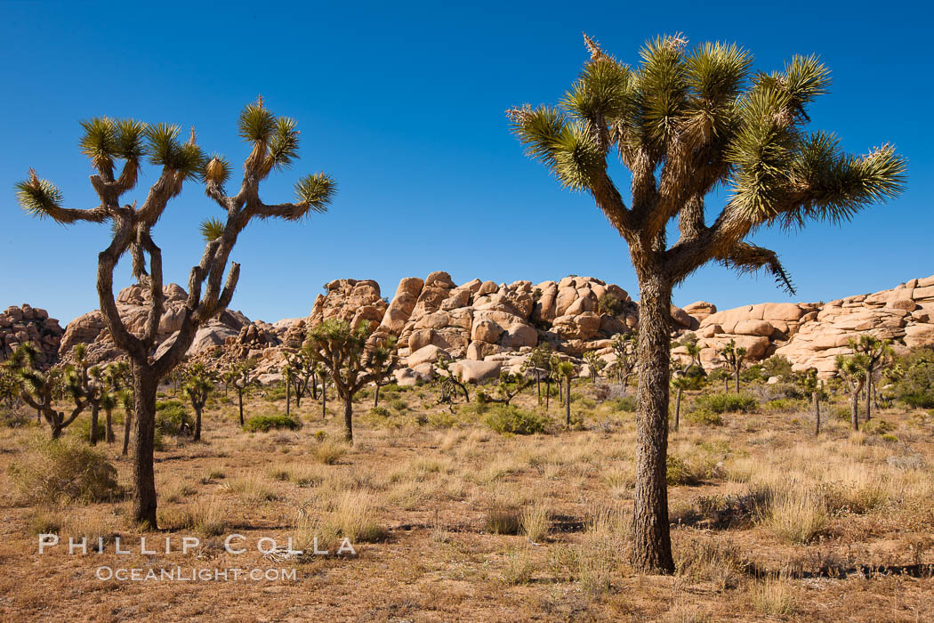 Joshua trees, a species of yucca common in the lower Colorado desert and upper Mojave desert ecosystems. Joshua Tree National Park, California, USA, Yucca brevifolia, natural history stock photograph, photo id 26732