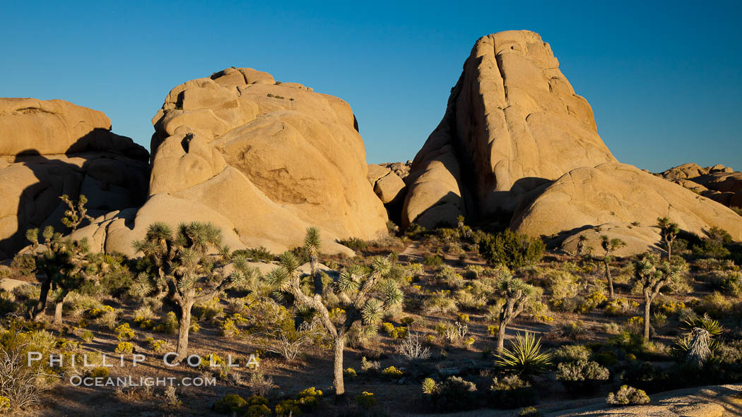 Joshua trees, a species of yucca common in the lower Colorado desert and upper Mojave desert ecosystems. Joshua Tree National Park, California, USA, Yucca brevifolia, natural history stock photograph, photo id 26752