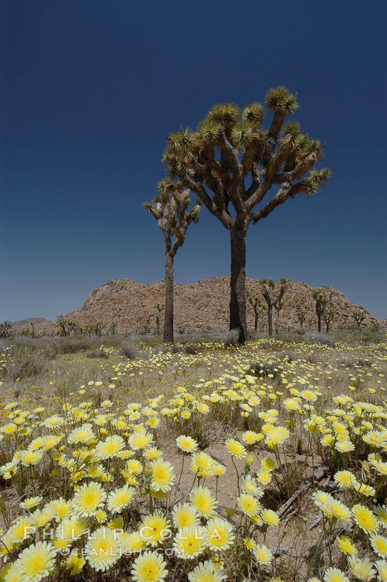 Joshua Trees rise above a patch of white tackstems. Spring. Joshua Tree National Park, California, USA, Calycoseris wrightii, Yucca brevifolia, natural history stock photograph, photo id 09119