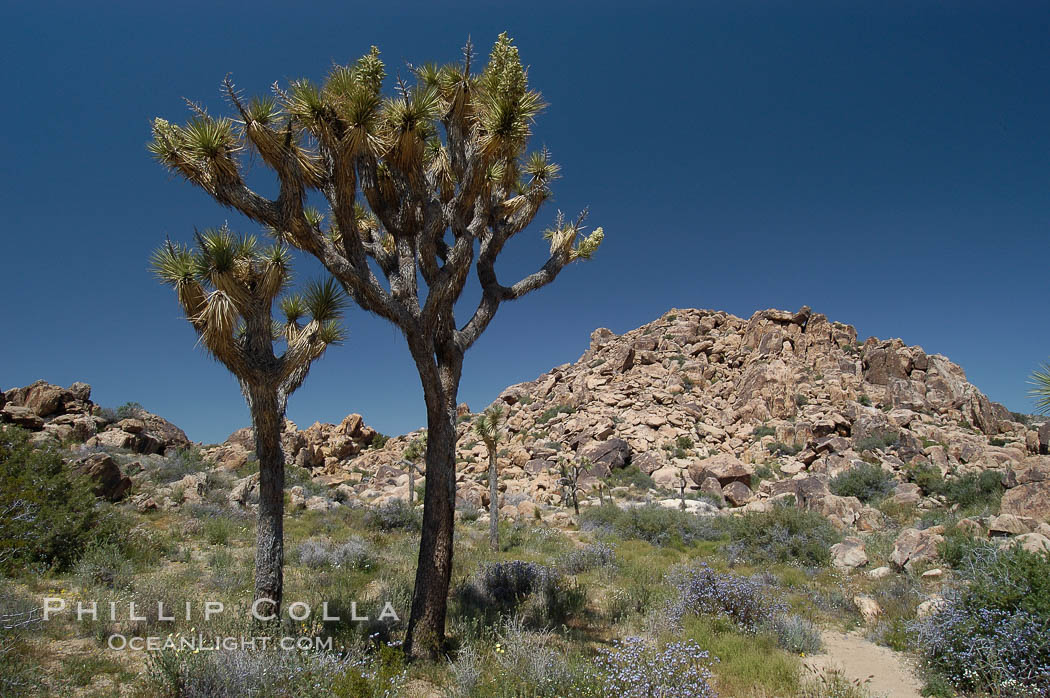 Joshua Trees, a tree form of yucca inhabiting the Mojave and Sonoran Deserts. Joshua Tree National Park, California, USA, Yucca brevifolia, natural history stock photograph, photo id 09147