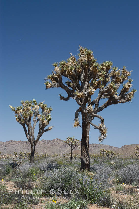 Joshua Trees, a tree form of yucca inhabiting the Mojave and Sonoran Deserts. Joshua Tree National Park, California, USA, Yucca brevifolia, natural history stock photograph, photo id 09151