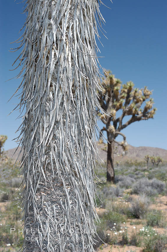 The trunk of this Joshua tree is covered by its still-attached dead leaves, which will eventually fall off to expose the wrinkly bark. Joshua Tree National Park, California, USA, Yucca brevifolia, natural history stock photograph, photo id 09155