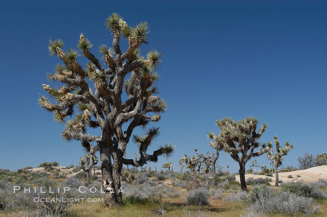 Joshua Trees, a tree form of yucca inhabiting the Mojave and Sonoran Deserts. Joshua Tree National Park, California, USA, Yucca brevifolia, natural history stock photograph, photo id 09159