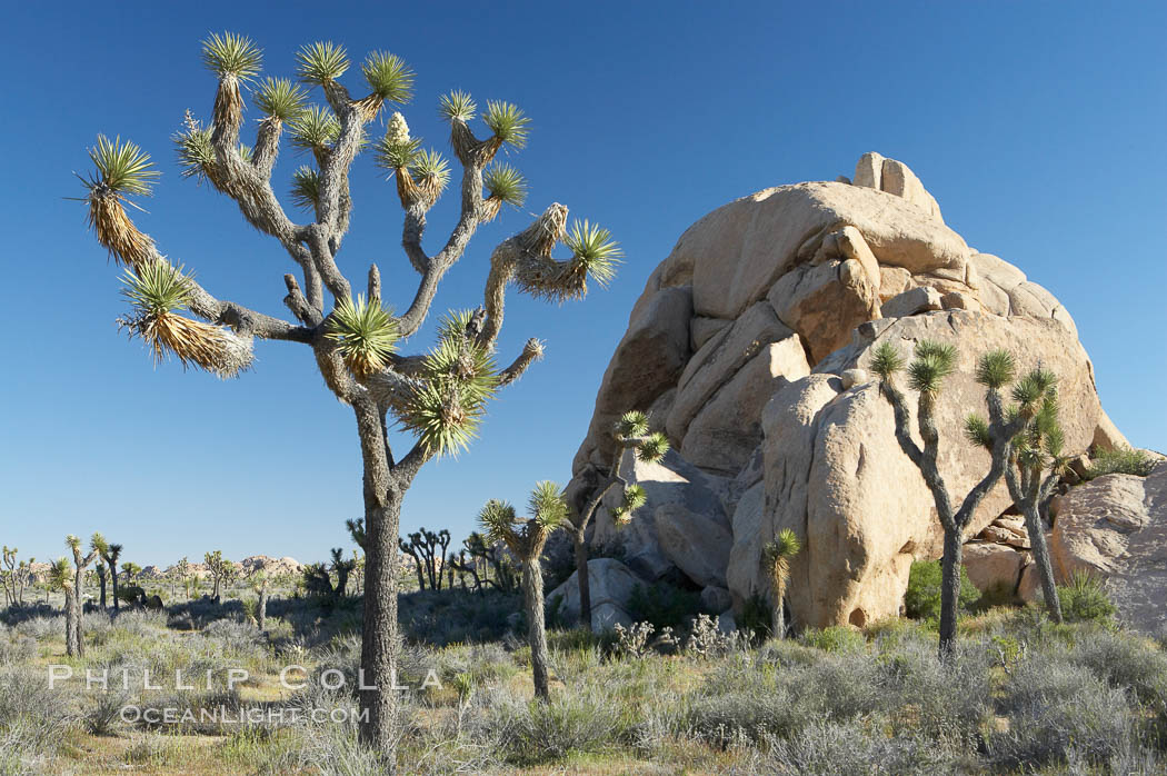 Joshua trees and strange rock formations characteristic of the Mojave desert region of Joshua Tree National Park. California, USA, Yucca brevifolia, natural history stock photograph, photo id 11995
