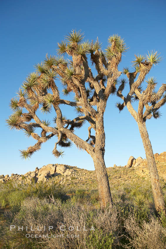 Joshua trees are found in the Mojave desert region of Joshua Tree National Park. California, USA, Yucca brevifolia, natural history stock photograph, photo id 12003
