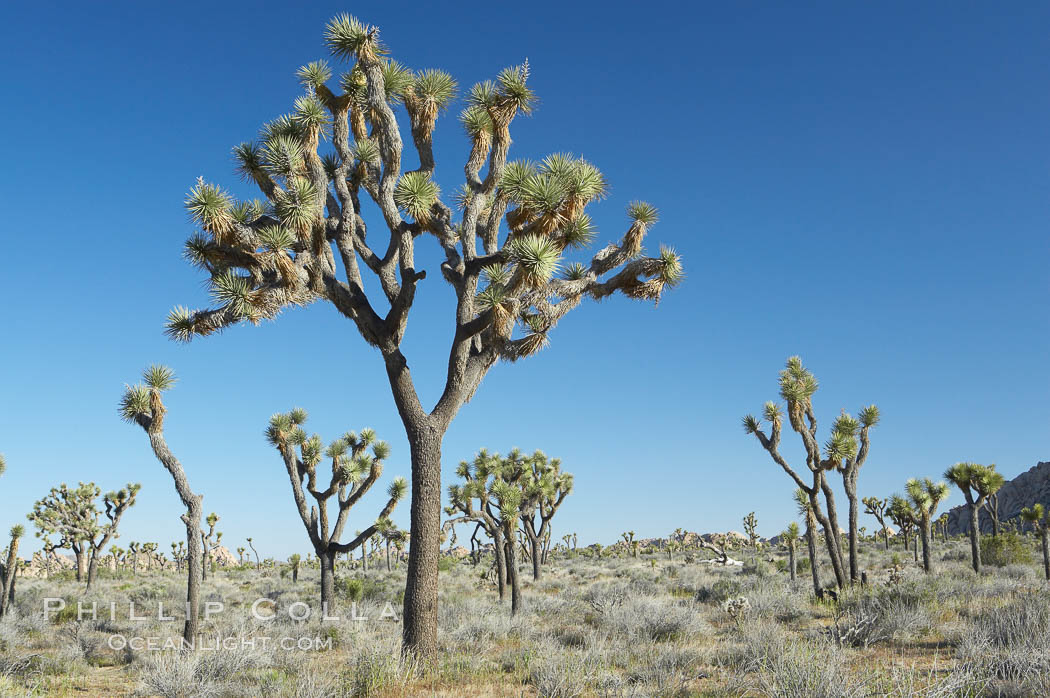 Joshua trees are found in the Mojave desert region of Joshua Tree National Park. California, USA, Yucca brevifolia, natural history stock photograph, photo id 12007
