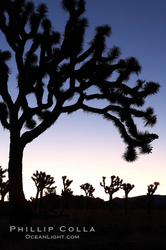 Joshua Trees silhouetted against predawn sunrise light. Joshua Tree National Park, California, USA, Yucca brevifolia, natural history stock photograph, photo id 22111