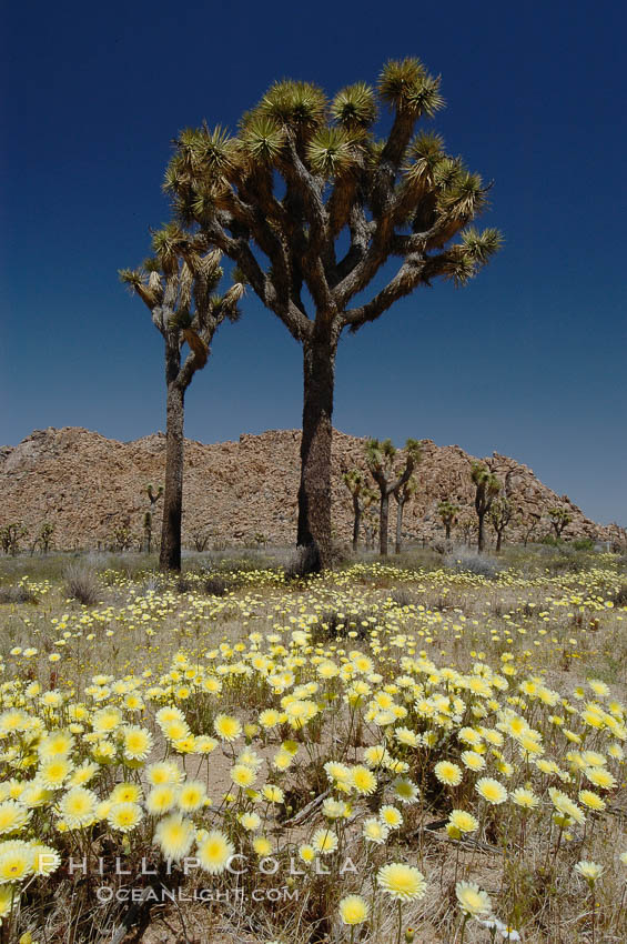 Joshua Trees rise above a patch of white tackstems. Spring. Joshua Tree National Park, California, USA, Calycoseris wrightii, Yucca brevifolia, natural history stock photograph, photo id 09117