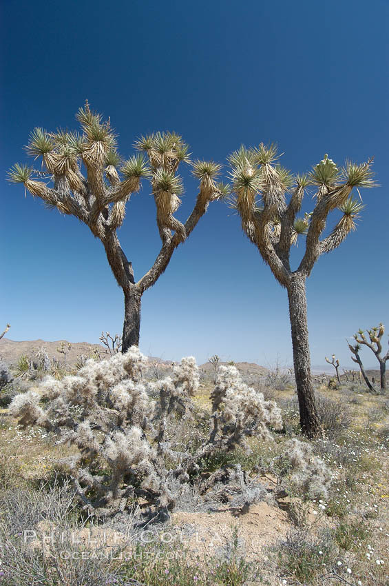 Joshua Trees, a tree form of yucca inhabiting the Mojave and Sonoran Deserts. Joshua Tree National Park, California, USA, Yucca brevifolia, natural history stock photograph, photo id 09149