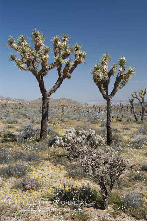 Joshua Trees, a tree form of yucca inhabiting the Mojave and Sonoran Deserts. Joshua Tree National Park, California, USA, Yucca brevifolia, natural history stock photograph, photo id 09157