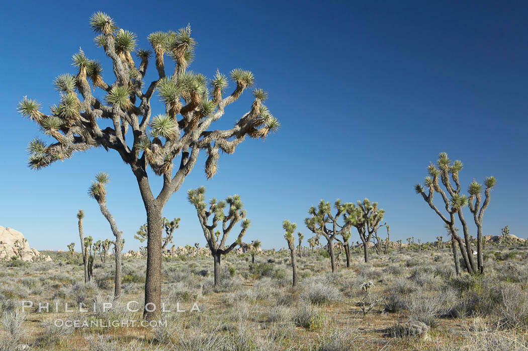Joshua trees are found in the Mojave desert region of Joshua Tree National Park. California, USA, Yucca brevifolia, natural history stock photograph, photo id 11993