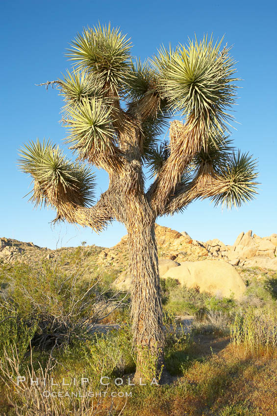 Variegated branching of the Joshua tree, a tree-form of yucca / agave. Joshua Tree National Park, California, USA, Yucca brevifolia, natural history stock photograph, photo id 11997