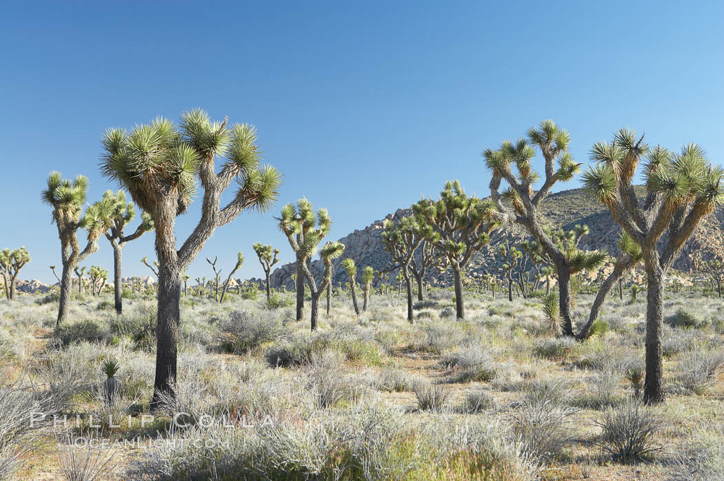 Joshua trees are found in the Mojave desert region of Joshua Tree National Park. California, USA, Yucca brevifolia, natural history stock photograph, photo id 12001