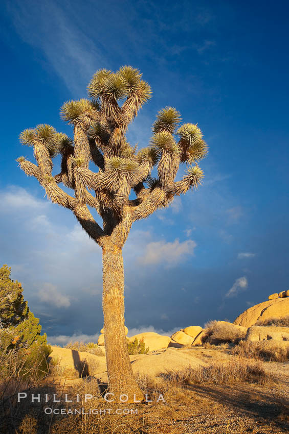 Joshua tree at sunrise.  Joshua trees are found in the Mojave desert region of Joshua Tree National Park. California, USA, Yucca brevifolia, natural history stock photograph, photo id 20141