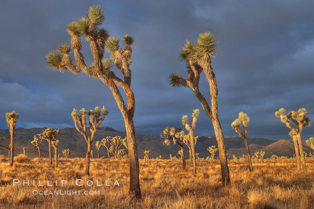 Sunrise in Joshua Tree National Park. California, USA, Yucca brevifolia, natural history stock photograph, photo id 22101