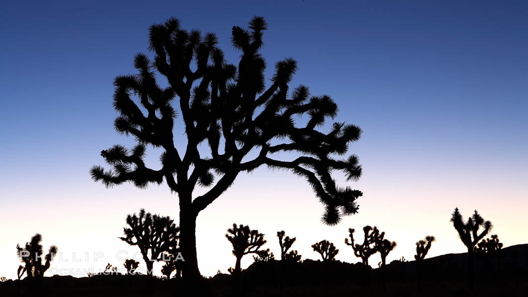 Joshua trees silhouetted against predawn sunrise light. Joshua Tree National Park, California, USA, Yucca brevifolia, natural history stock photograph, photo id 22105