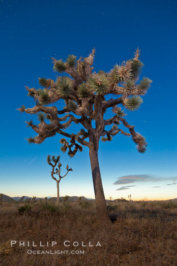 Joshua tree, moonlit night.  The Joshua Tree is a species of yucca common in the lower Colorado desert and upper Mojave desert ecosystems. Joshua Tree National Park, California, USA, Yucca brevifolia, natural history stock photograph, photo id 26739