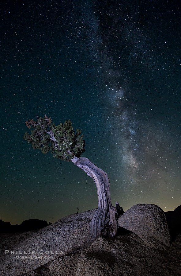 Juniper and Standing Rock with Milky., natural history stock photograph, photo id 27804