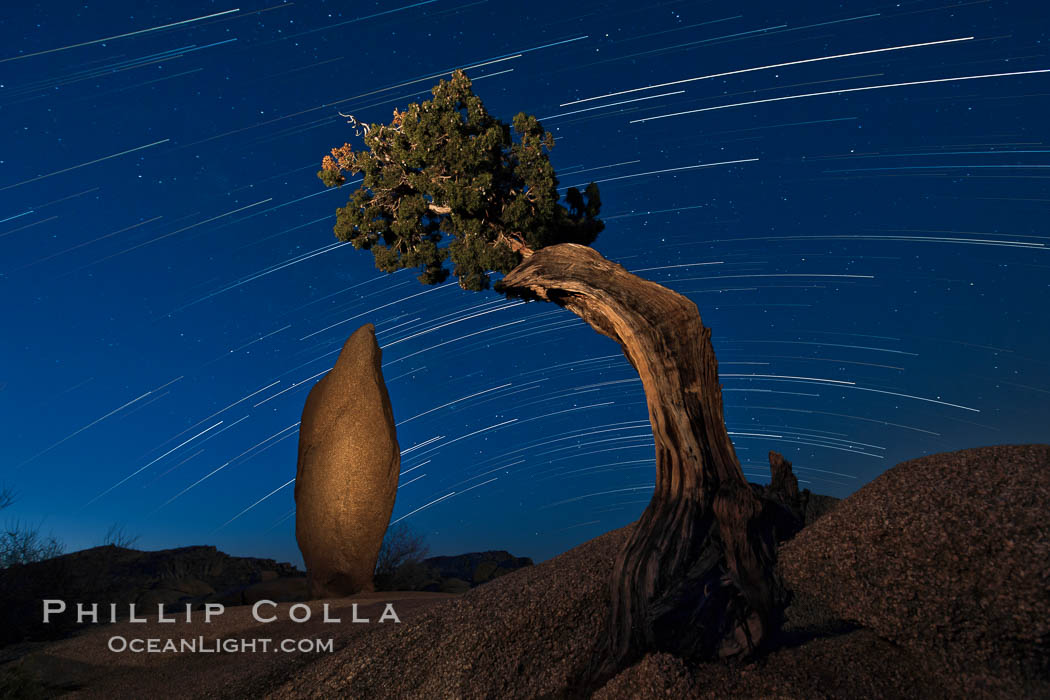 Juniper and star trails. Joshua Tree National Park, California, USA, natural history stock photograph, photo id 27721