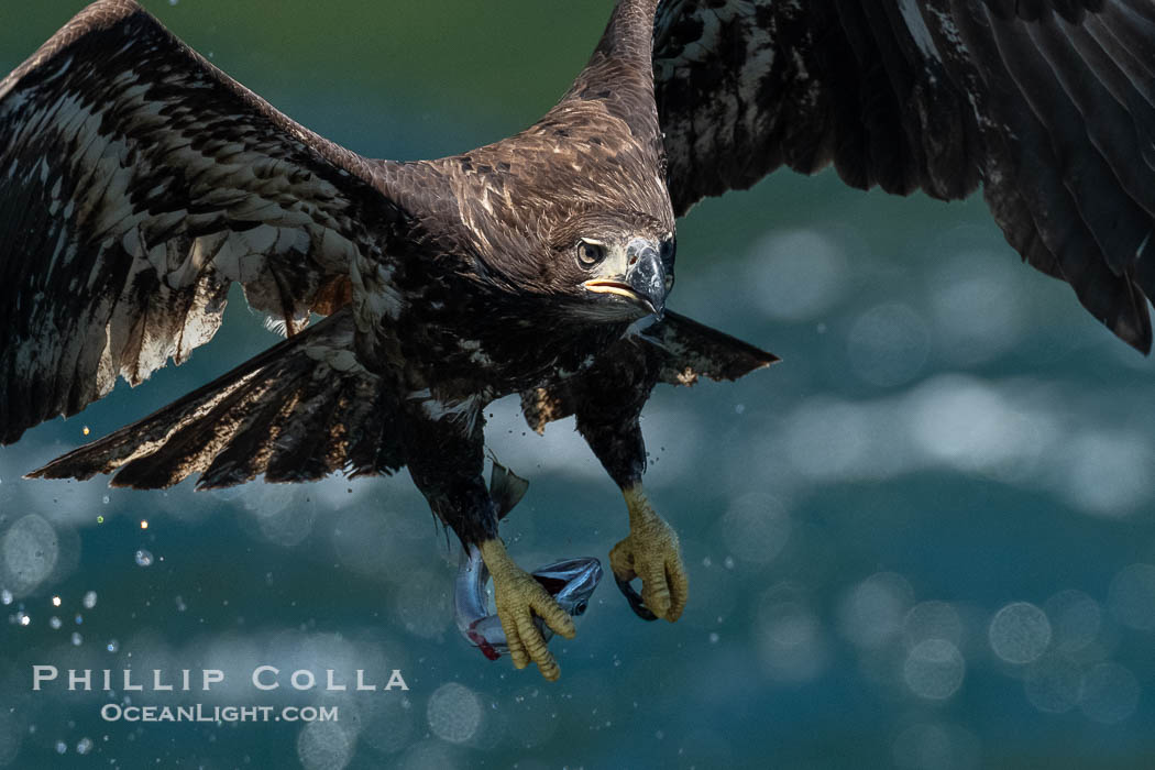 Juvenile bald eagle in flight carries a hake fish it has just caught. Hake fish migrate deep in sea channels but strong tidal currents such as those at Arran Rapids lift the hake to the surface where eagles can catch them., Haliaeetus leucocephalus, natural history stock photograph, photo id 41858