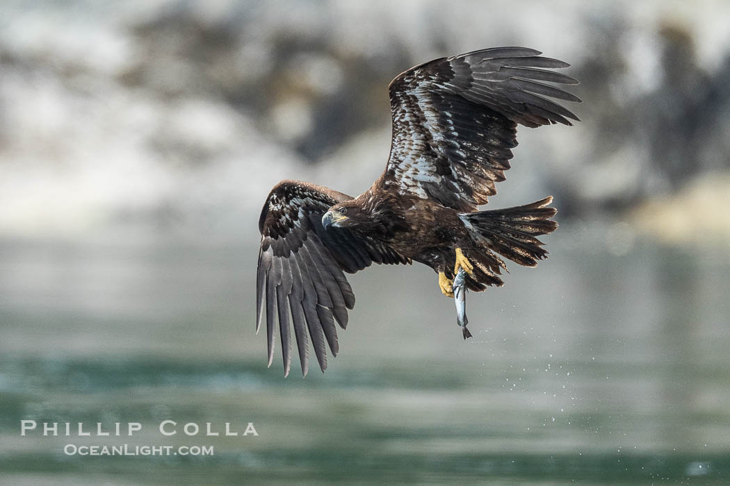 Juvenile bald eagle in flight carries a hake fish it has just caught. Hake fish migrate deep in sea channels but strong tidal currents such as those at Arran Rapids lift the hake to the surface where eagles can catch them., Haliaeetus leucocephalus, natural history stock photograph, photo id 41898