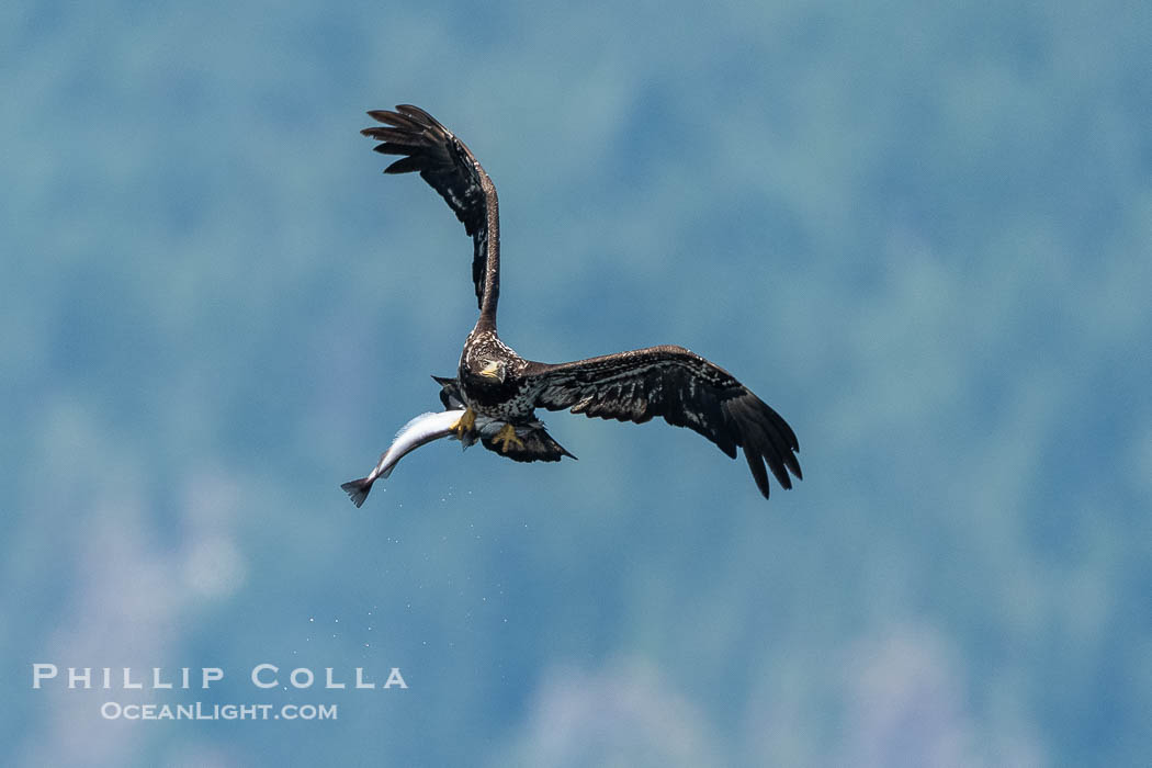 Juvenile bald eagle in flight carries a hake fish it has just caught. Hake fish migrate deep in sea channels but strong tidal currents such as those at Arran Rapids lift the hake to the surface where eagles can catch them., Haliaeetus leucocephalus, natural history stock photograph, photo id 41855