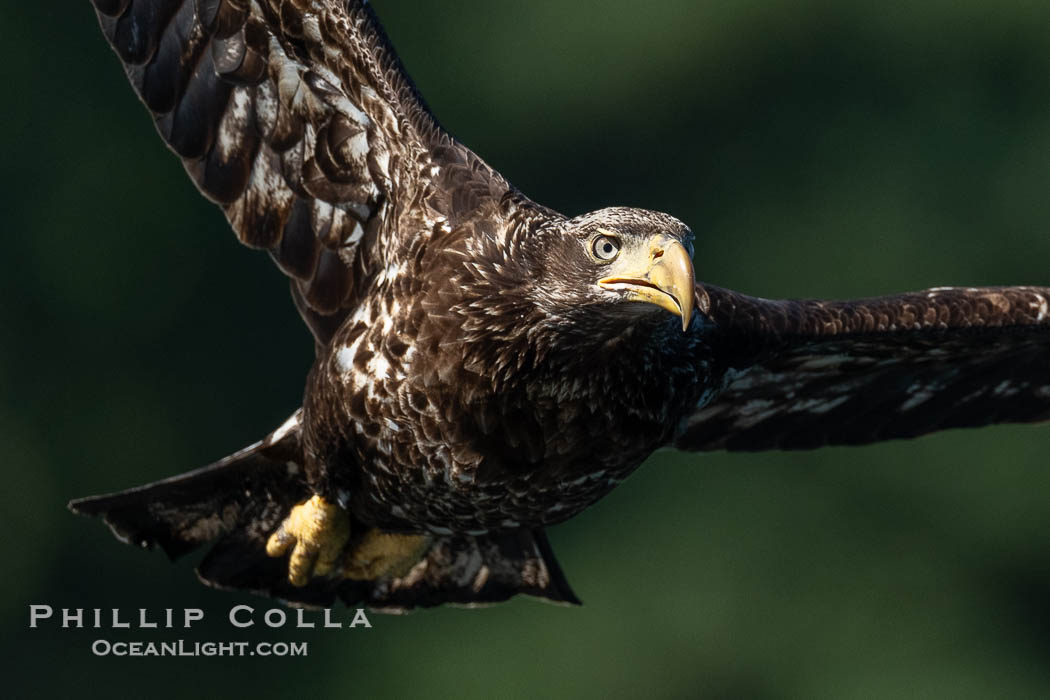 Juvenile bald eagle in flight, British Columbia., Haliaeetus leucocephalus, natural history stock photograph, photo id 41854
