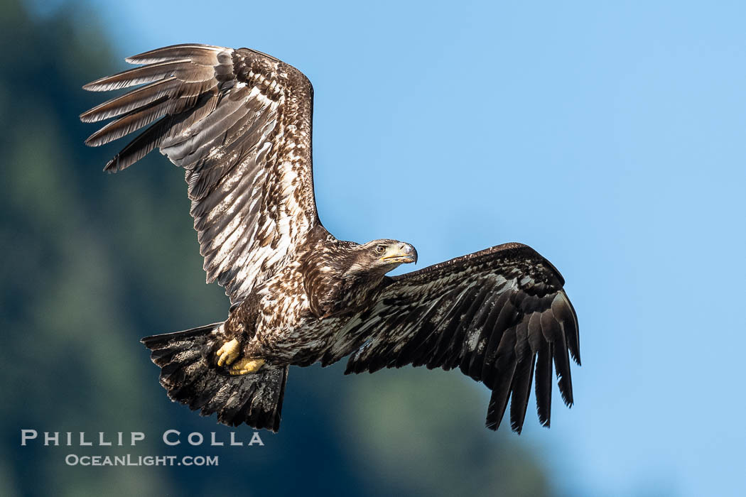 Juvenile bald eagle in flight, British Columbia., Haliaeetus leucocephalus, natural history stock photograph, photo id 41884
