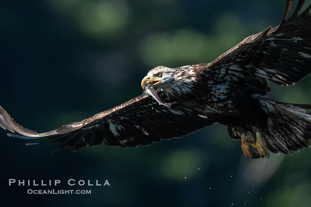 Juvenile bald eagle in flight, British Columbia., Haliaeetus leucocephalus, natural history stock photograph, photo id 41871