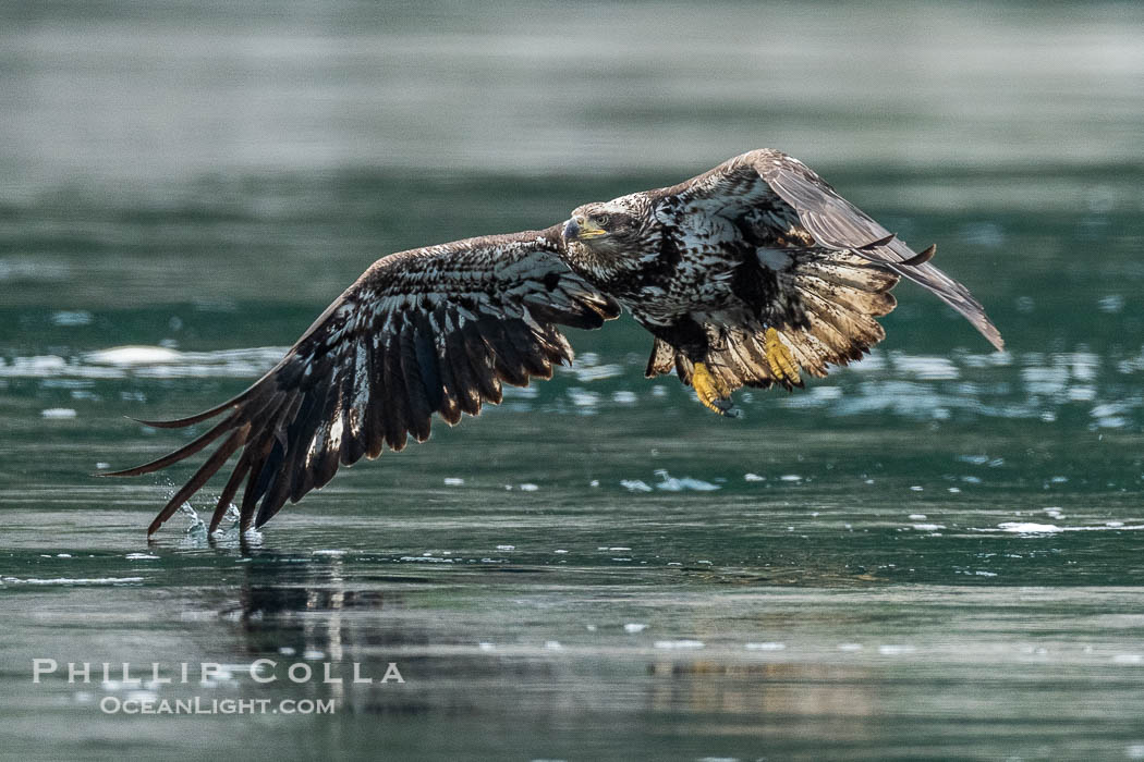 Juvenile bald eagle in flight, British Columbia., Haliaeetus leucocephalus, natural history stock photograph, photo id 41899