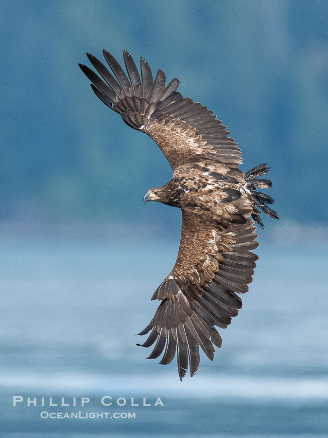Juvenile bald eagle in flight, British Columbia., Haliaeetus leucocephalus, natural history stock photograph, photo id 41841