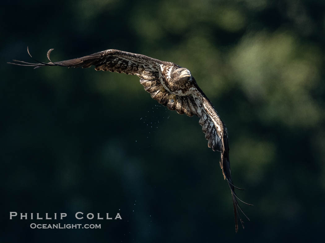 Juvenile bald eagle in flight, British Columbia., Haliaeetus leucocephalus, natural history stock photograph, photo id 41869