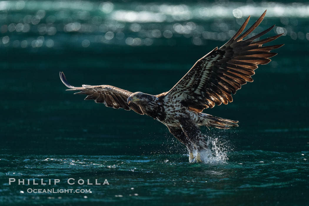 Juvenile bald eagle in flight captures a hake fish at the surface. Hake fish migrate deep in sea channels but strong tidal currents such as those at Arran Rapids lift the hake to the surface where eagles catch them., Haliaeetus leucocephalus, natural history stock photograph, photo id 41836