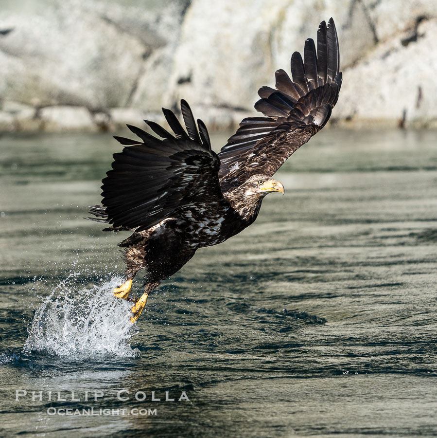 Juvenile bald eagle in flight captures a hake fish at the surface. Hake fish migrate deep in sea channels but strong tidal currents such as those at Arran Rapids lift the hake to the surface where eagles catch them., Haliaeetus leucocephalus, natural history stock photograph, photo id 41843