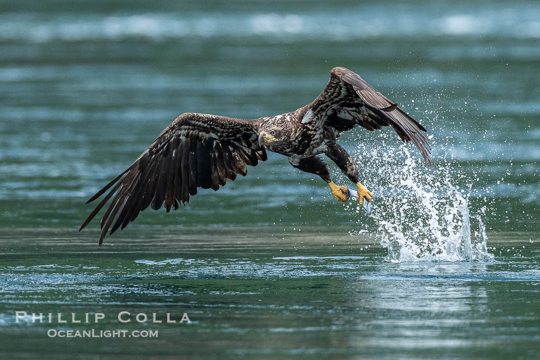 Juvenile bald eagle in flight captures a hake fish at the surface. Hake fish migrate deep in sea channels but strong tidal currents such as those at Arran Rapids lift the hake to the surface where eagles catch them., Haliaeetus leucocephalus, natural history stock photograph, photo id 41845