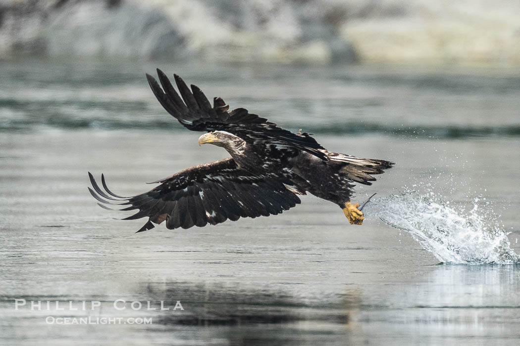 Juvenile bald eagle in flight captures a hake fish at the surface. Hake fish migrate deep in sea channels but strong tidal currents such as those at Arran Rapids lift the hake to the surface where eagles catch them., Haliaeetus leucocephalus, natural history stock photograph, photo id 41861