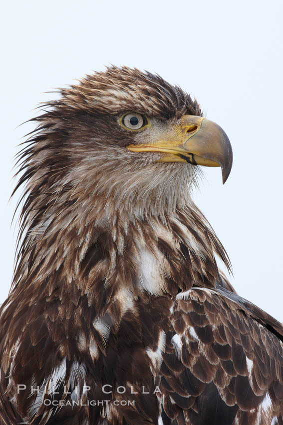 Juvenile bald eagle, second year coloration plumage, closeup of head and shoulders, snowflakes visible on feathers.    Immature coloration showing white speckling on feathers. Kachemak Bay, Homer, Alaska, USA, Haliaeetus leucocephalus, Haliaeetus leucocephalus washingtoniensis, natural history stock photograph, photo id 22642