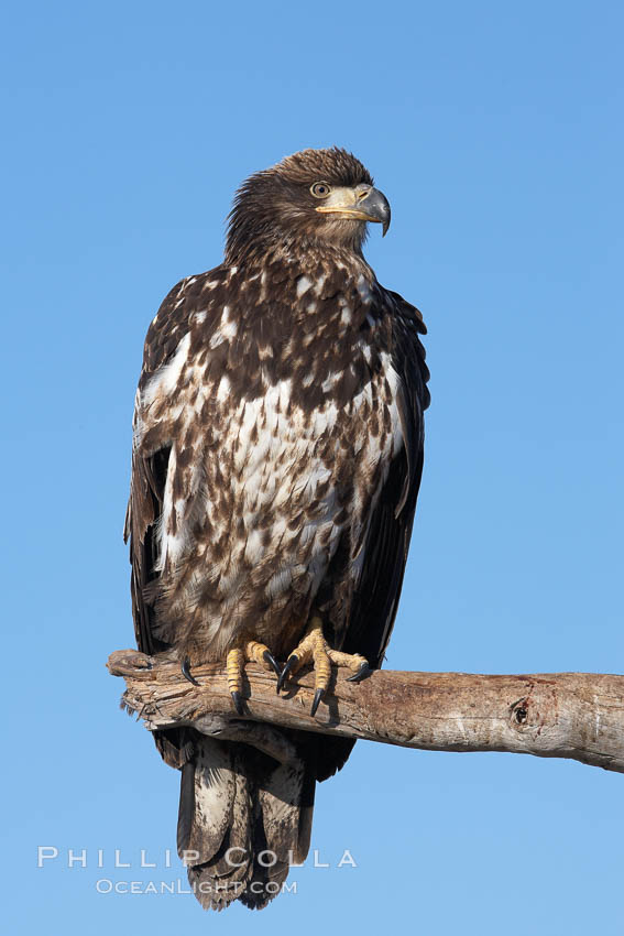 Juvenile bald eagle, second year coloration plumage, immature coloration showing white speckling on feathers. Kachemak Bay, Homer, Alaska, USA, Haliaeetus leucocephalus, Haliaeetus leucocephalus washingtoniensis, natural history stock photograph, photo id 22826