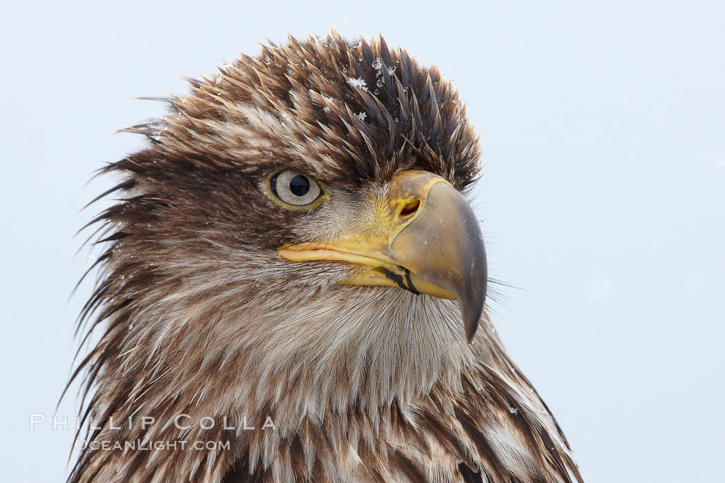 Juvenile bald eagle, second year coloration plumage, closeup of head, snowflakes visible on feathers.    Immature coloration showing white speckling on feathers. Kachemak Bay, Homer, Alaska, USA, Haliaeetus leucocephalus, Haliaeetus leucocephalus washingtoniensis, natural history stock photograph, photo id 22612