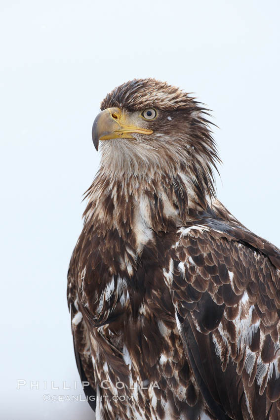 Juvenile bald eagle, second year coloration plumage, head, shoulders and upper body, snowflakes visible on feathers.    Immature coloration showing white speckling on feathers. Kachemak Bay, Homer, Alaska, USA, Haliaeetus leucocephalus, Haliaeetus leucocephalus washingtoniensis, natural history stock photograph, photo id 22704